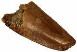 Serrated Raptor Premaxillary Tooth - Real Dinosaur Tooth #297792-1